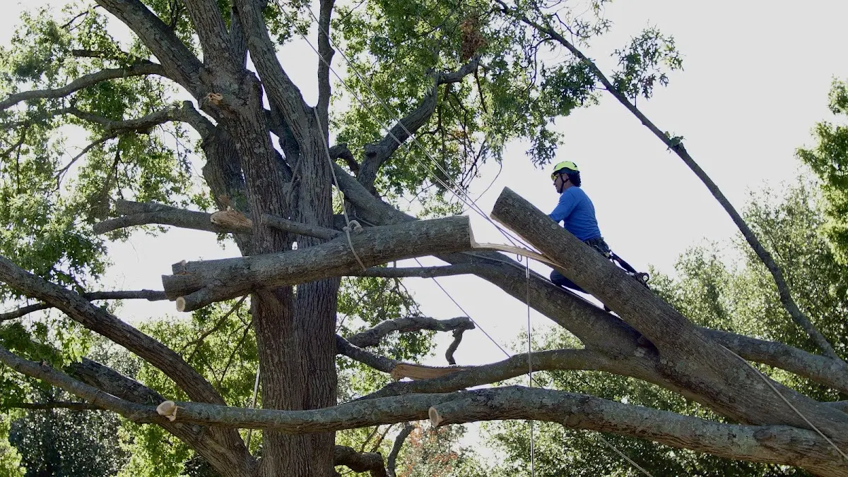 Professional Crown Thinning performed by certified arborists in Hamilton